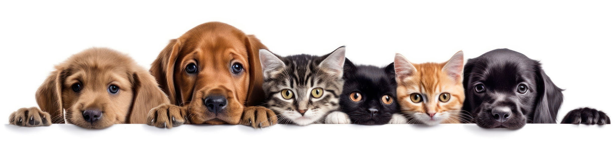 PetsBook Terms and Conditions of Use