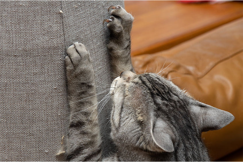 Cat's Nails Damage Furniture | PetsBook