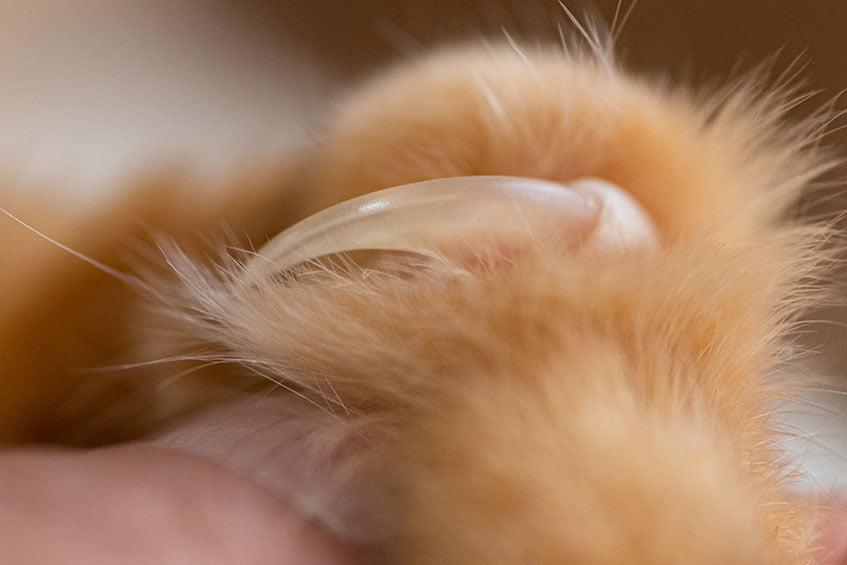 The 'Quick' Inside Cat's Nails