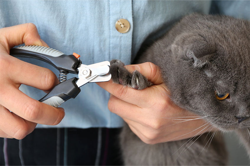 How to Cut Your Cat's Nails