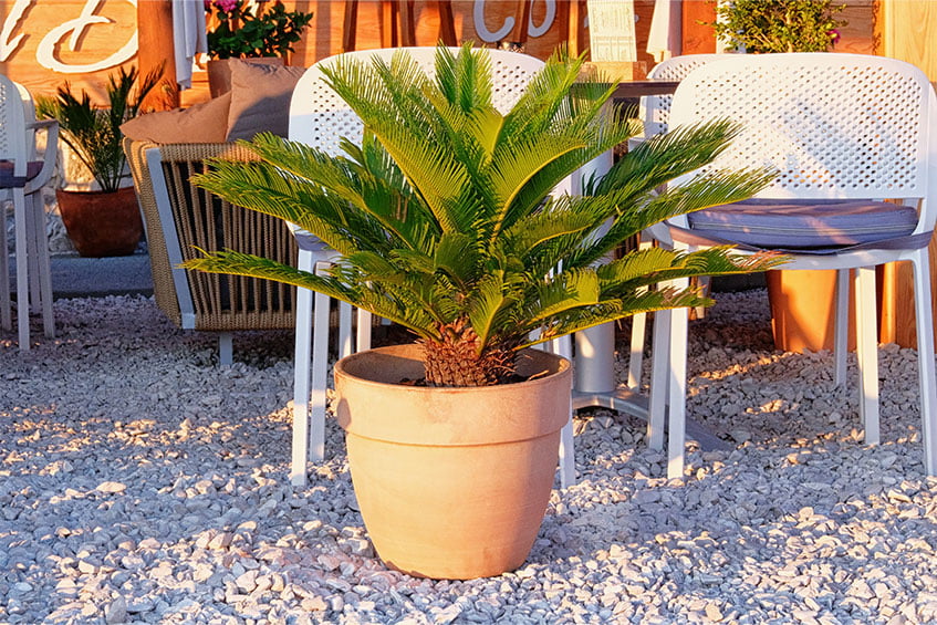 Sago Palm (Cycas Revoluta and Zamia spp.)