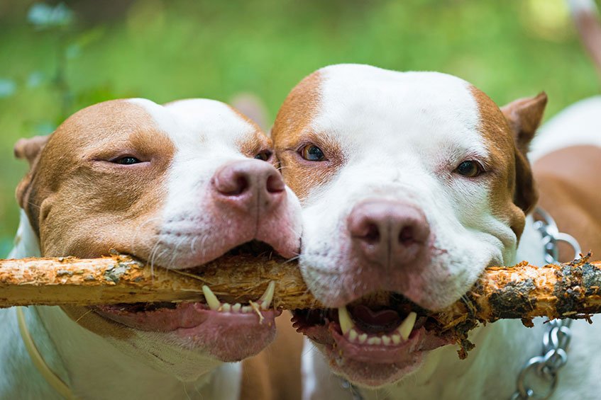 Are Sticks Safe for Dogs To Chew? | PetsBook Library