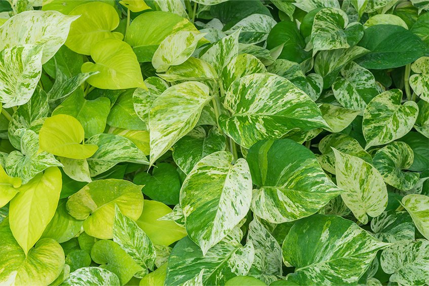 Devil's Ivy (Epipremnum Aureum)