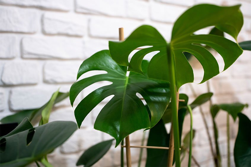 Fruit Salad Plant (Monstera Deliciosa)
