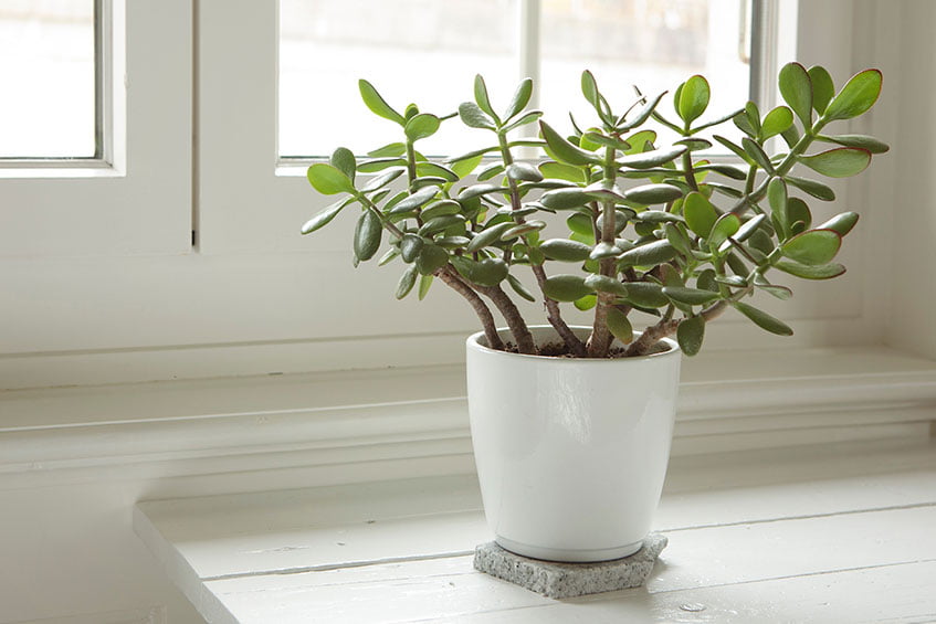 Jade Plant (Crassula Argentea)