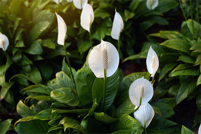 Peace Lily (Spathiphyllum)