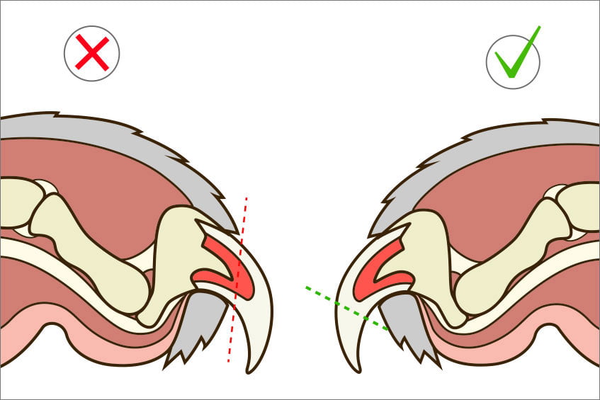 How To Cut Cat's Nails