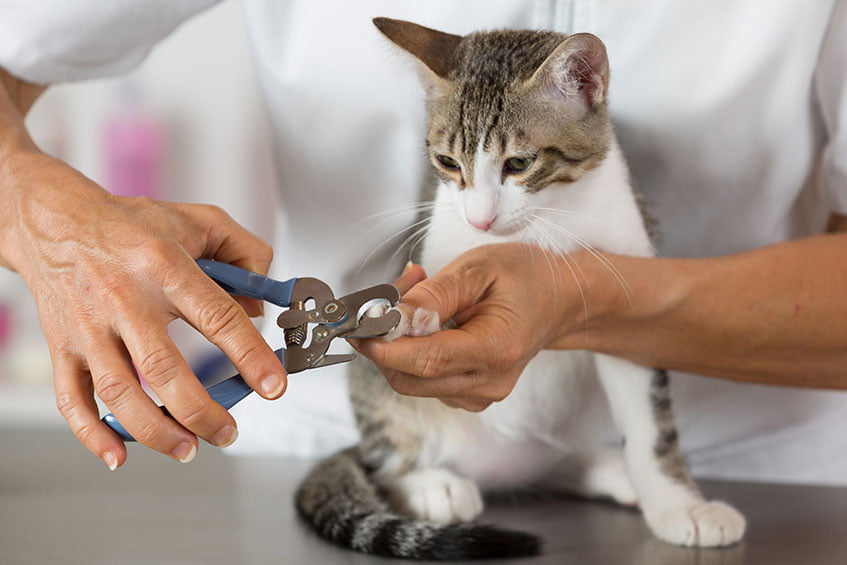 Vet Clipping Cat's Nails