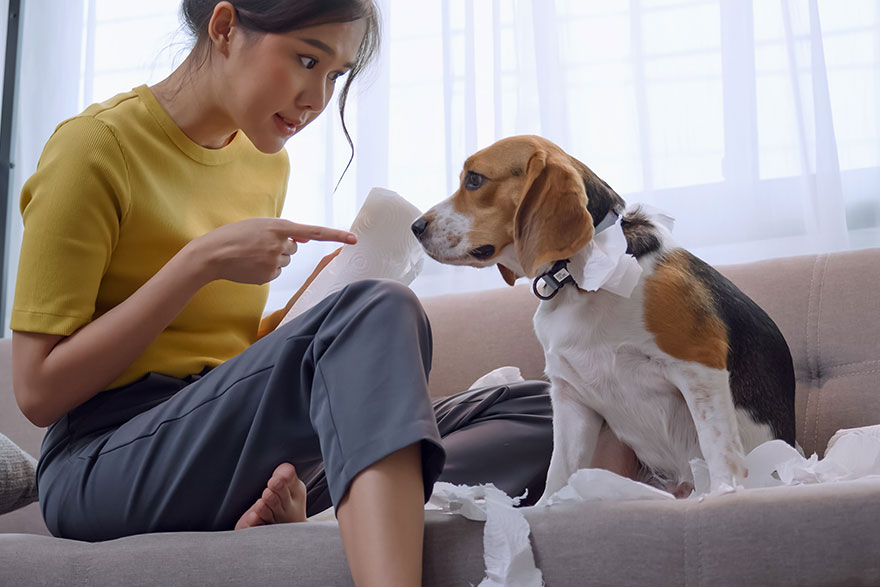 Teaching Your Dog the No Command | PetsBook