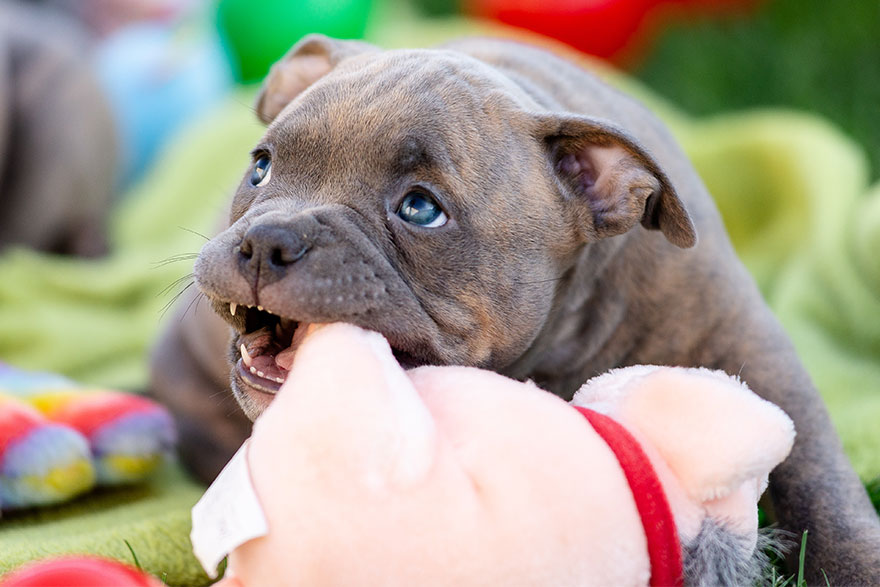 Teaching the No Command | PetsBook