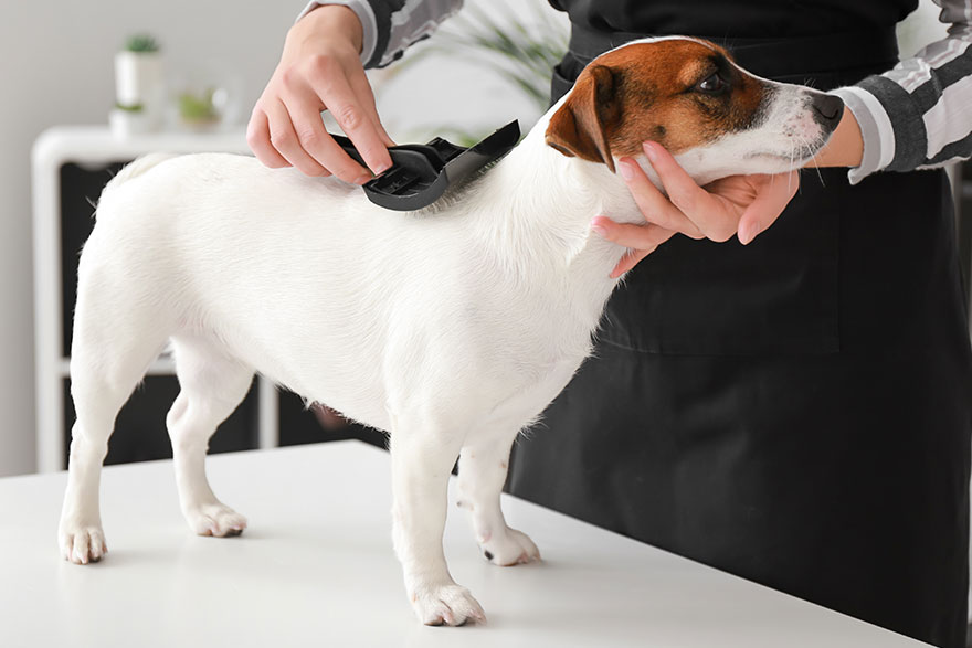 Stand Command | Dog Training Command