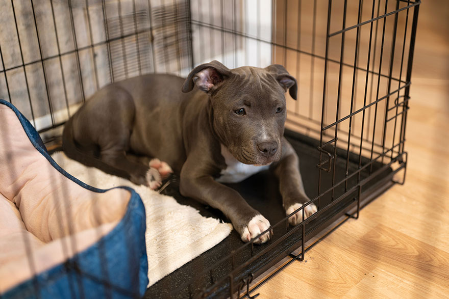 Crate Bed Training | PetsBook