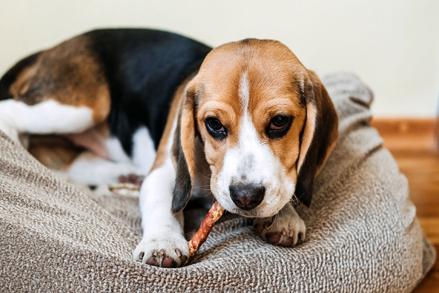 Go To Bed Command | PetsBook